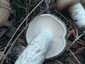 Barnanyálkás csigagomba (Hygrophorus latitabundus), Balaton-felvidék